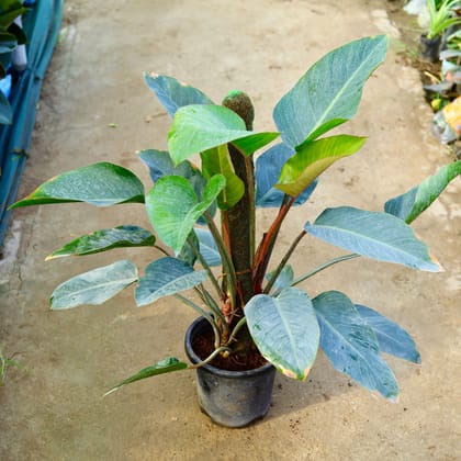 Buy Philodendron Black with (~ 2.5 Ft) Moss Stick in 8 Inch White Olive Plastic Pot Online | Urvann.com