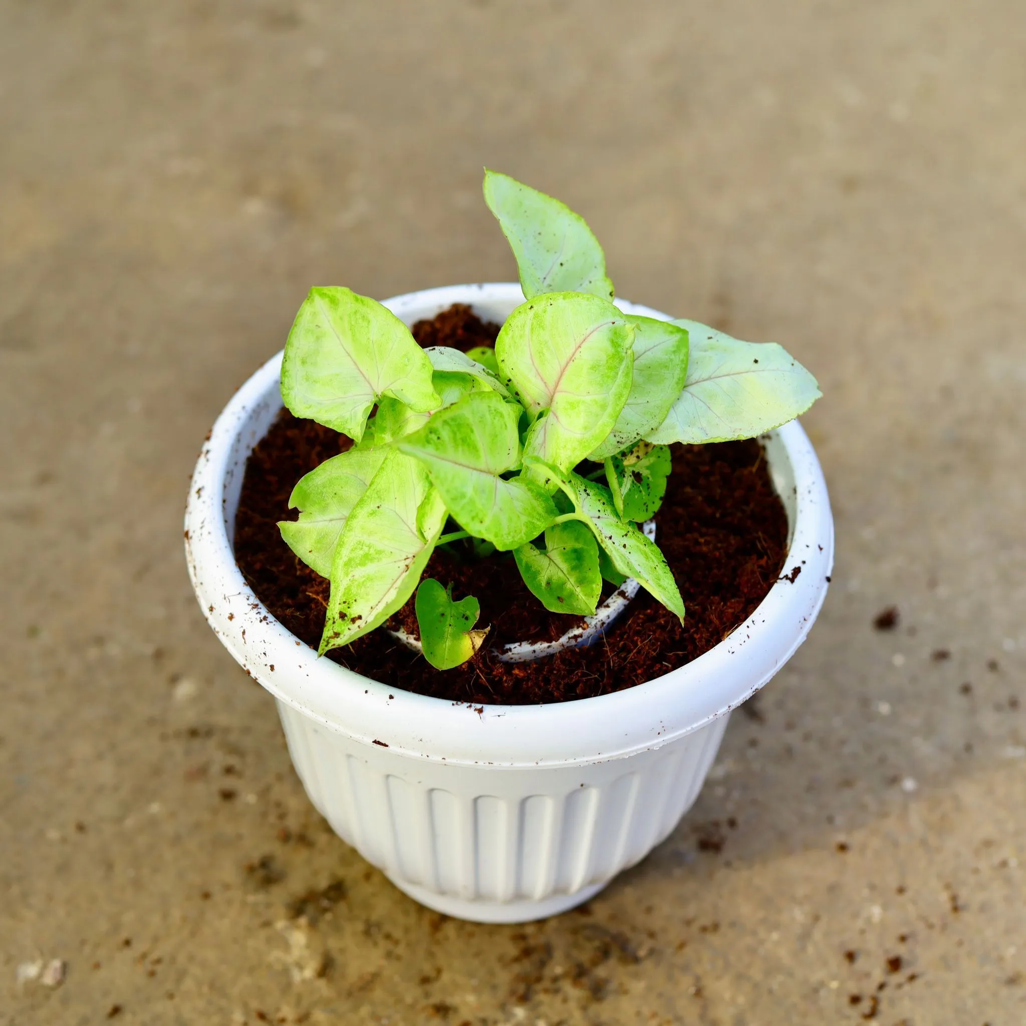 Syngonium Golden in 8 Inch White Olive Plastic Pot