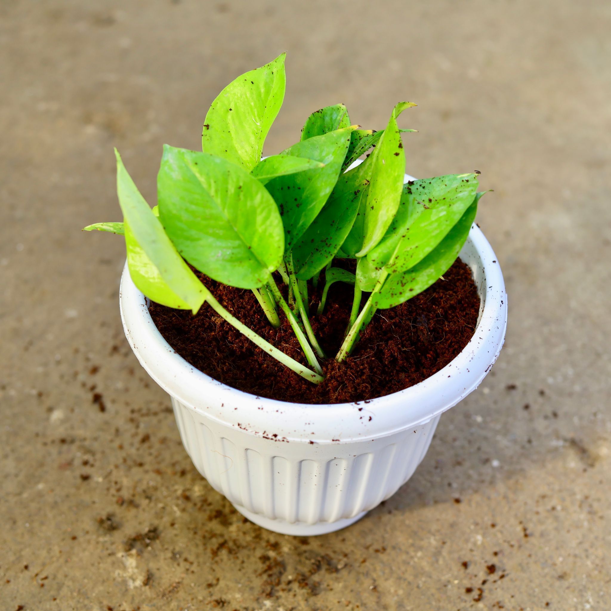 Money Plant Golden in 8 Inch White Olive Plastic Pot