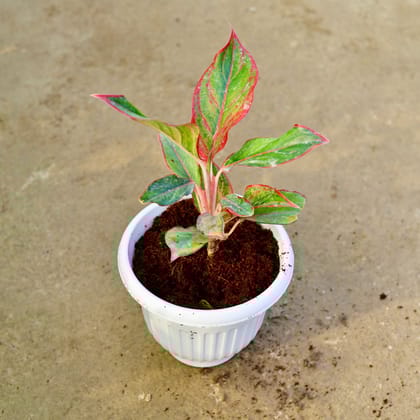Buy Aglaonema Lipstick in 8 Inch White Olive Plastic Pot Online | Urvann.com