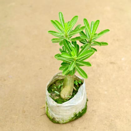 Buy Adenium Pink in 8 Inch Nursery Bag Online | Urvann.com