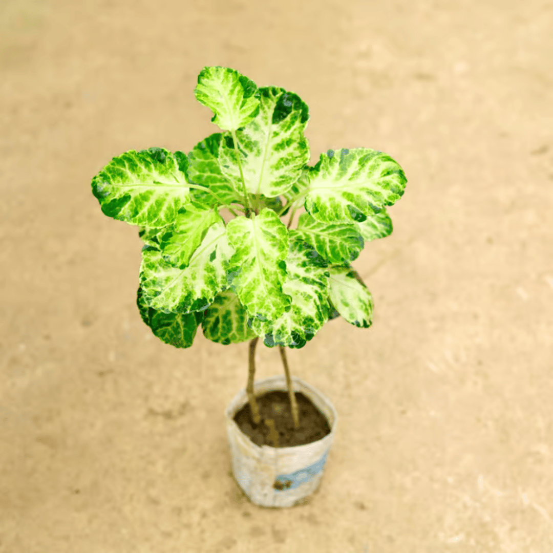 Aralia Apple leaf in 4 Inch Nursery Bag