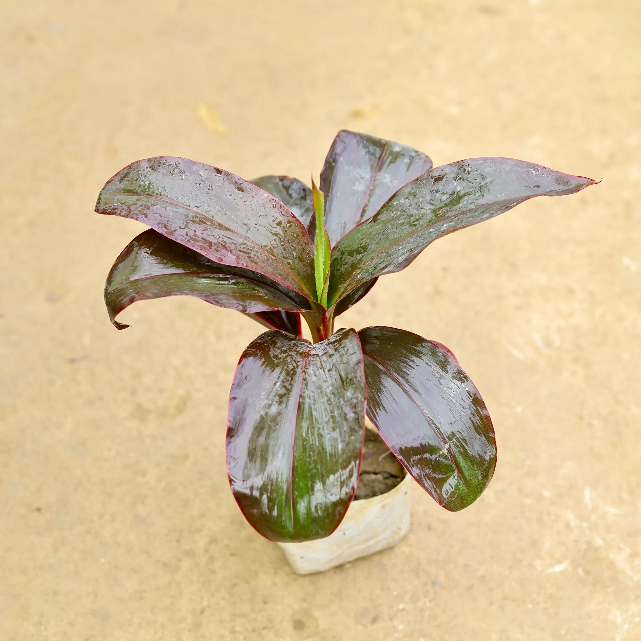 Dracaena Rosea in 4 Inch Nursery Bag