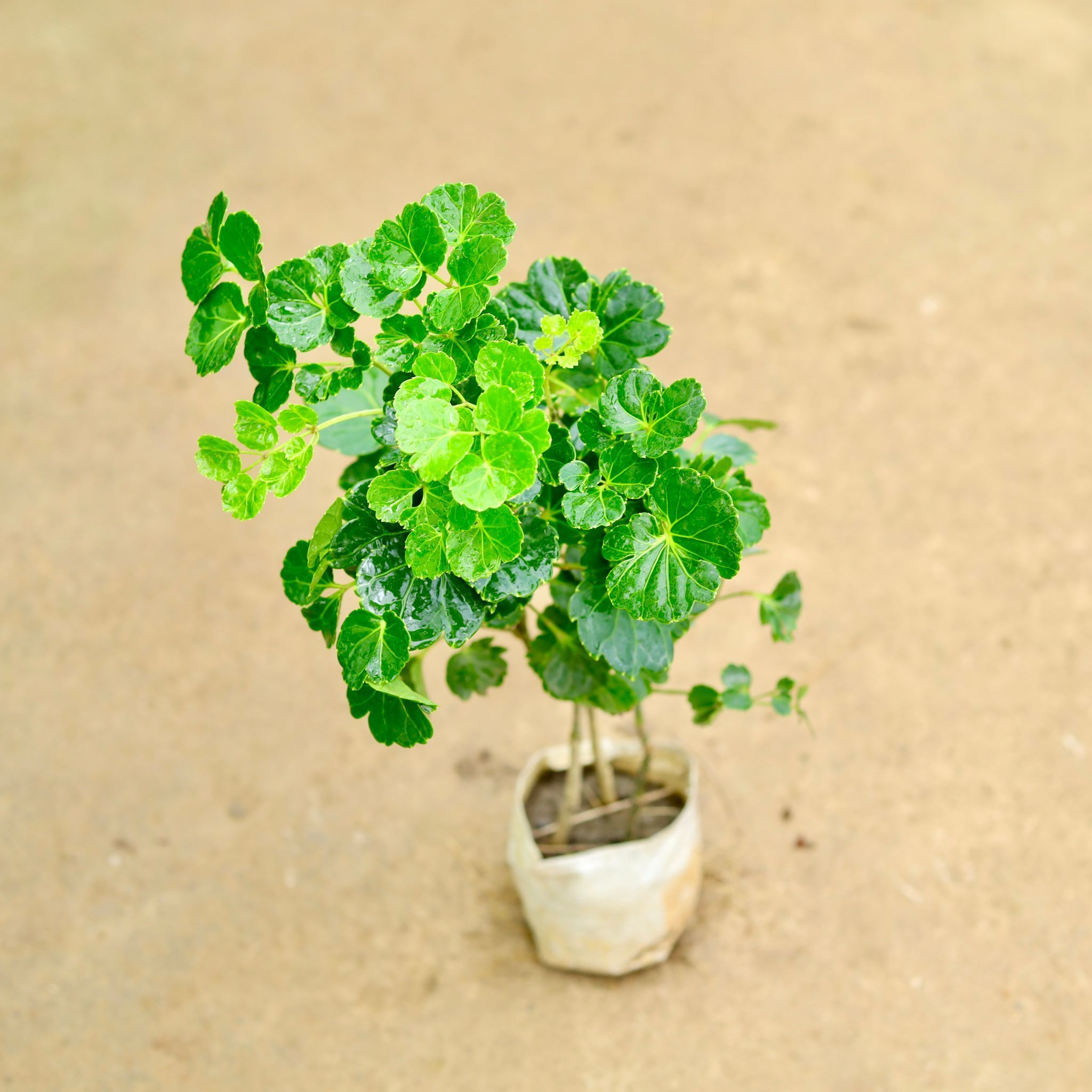 Aralia Apple Green in 4 Inch Nursery Bag