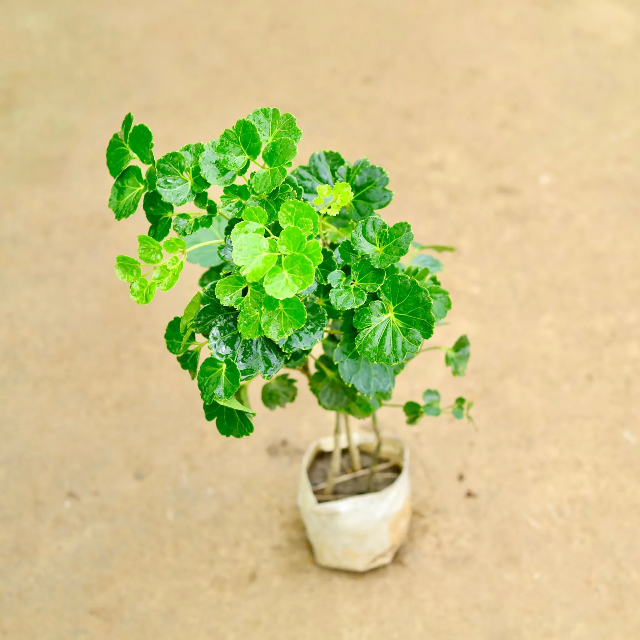 Aralia Apple Green in 4 Inch Nursery Bag