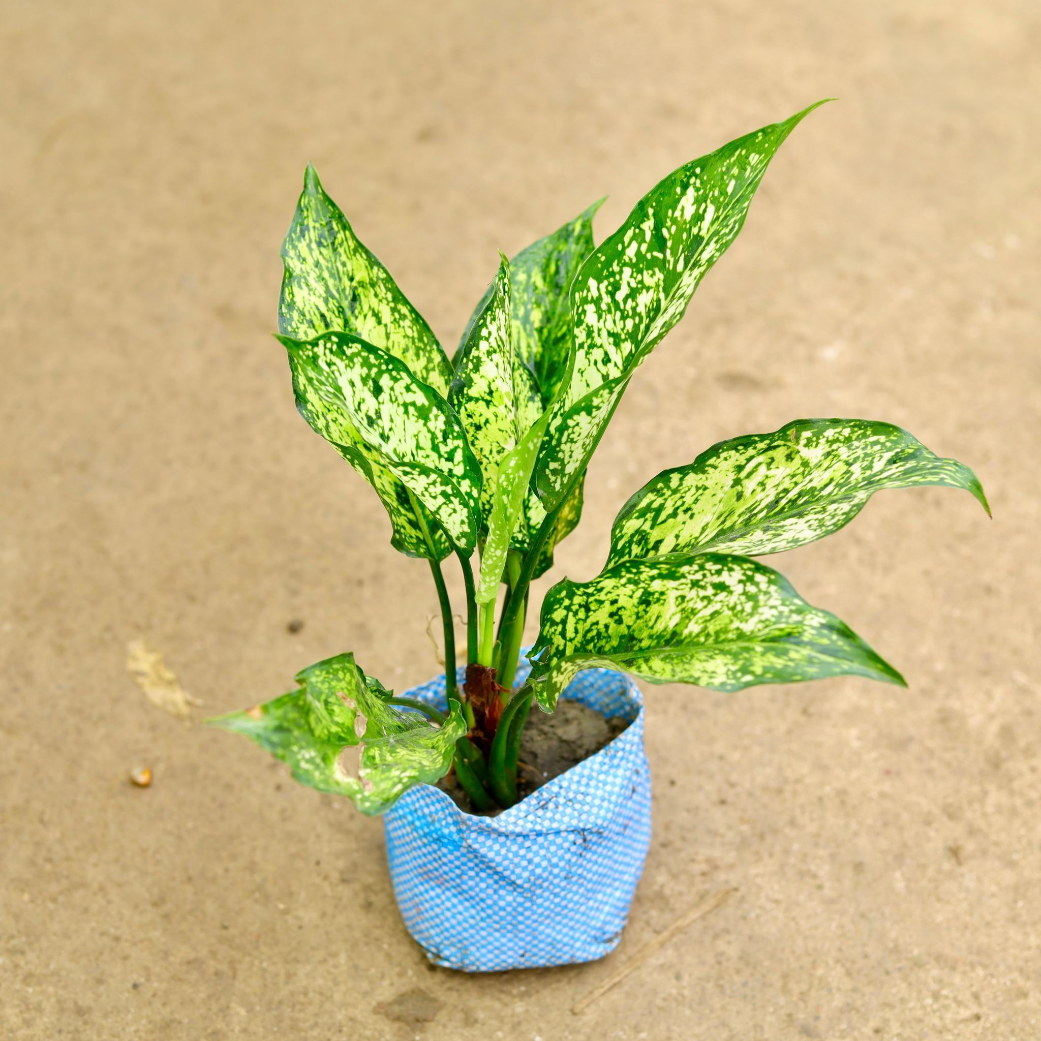 Aglaonema Snow White in 4 Inch Nursery Bag
