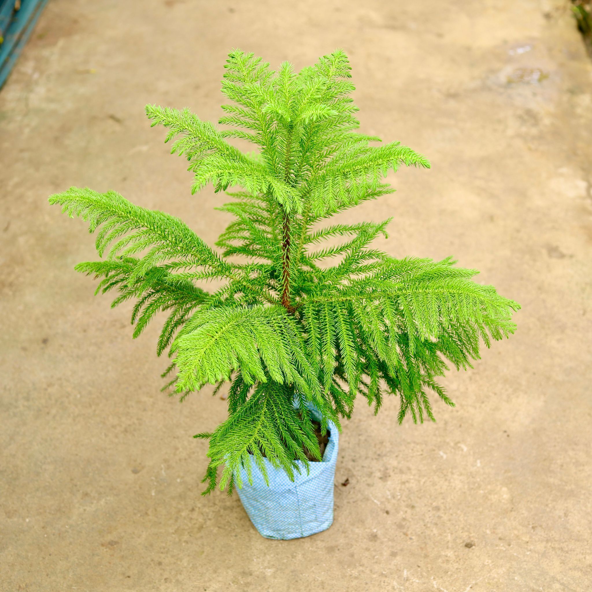 Araucaria / Christmas Tree in 8 Inch Nursery Bag