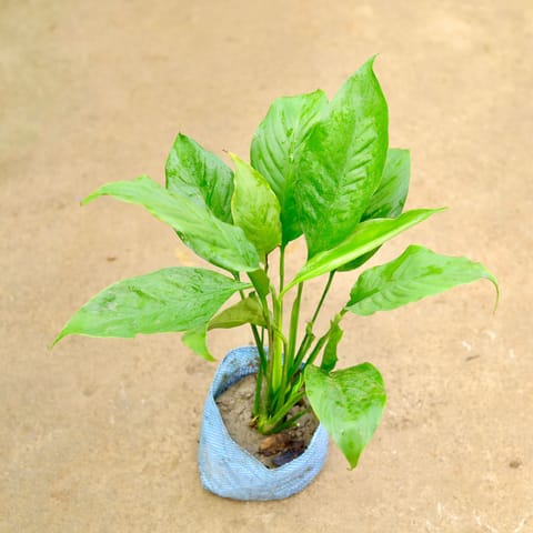Peace Lily in 8 Inch Nursery Bag