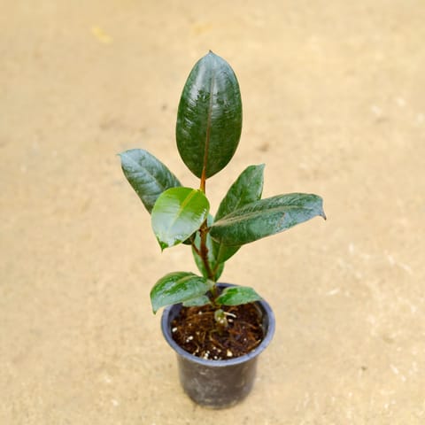 Air Purifying - Rubber Black in 4 Inch Nursery Pot