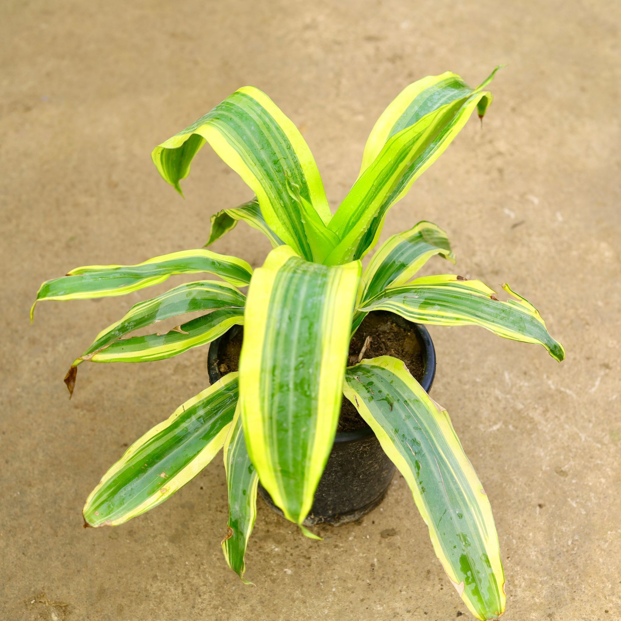 Dracaena Victoria in 8 Inch Nursery Pot