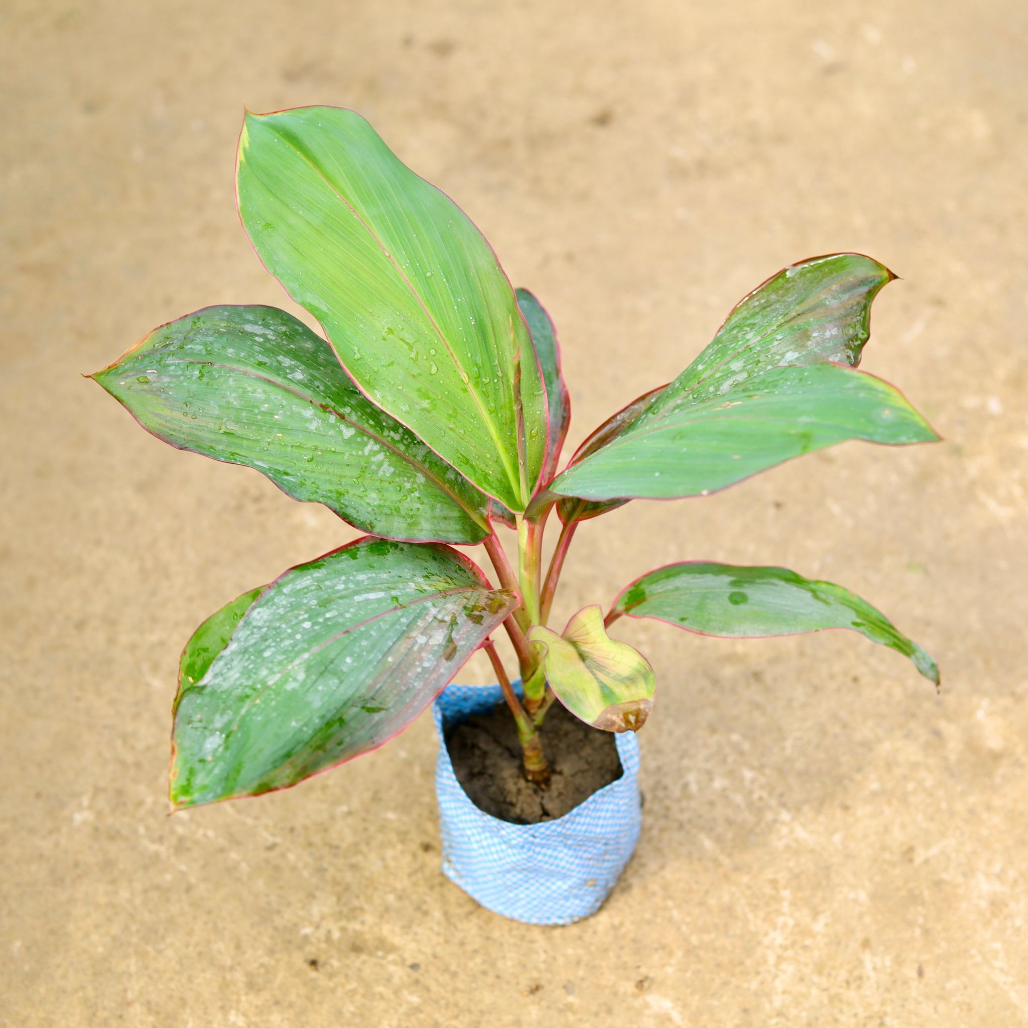Air Purifying - Dracaena Kedarnath in 4 Inch Nursery Bag