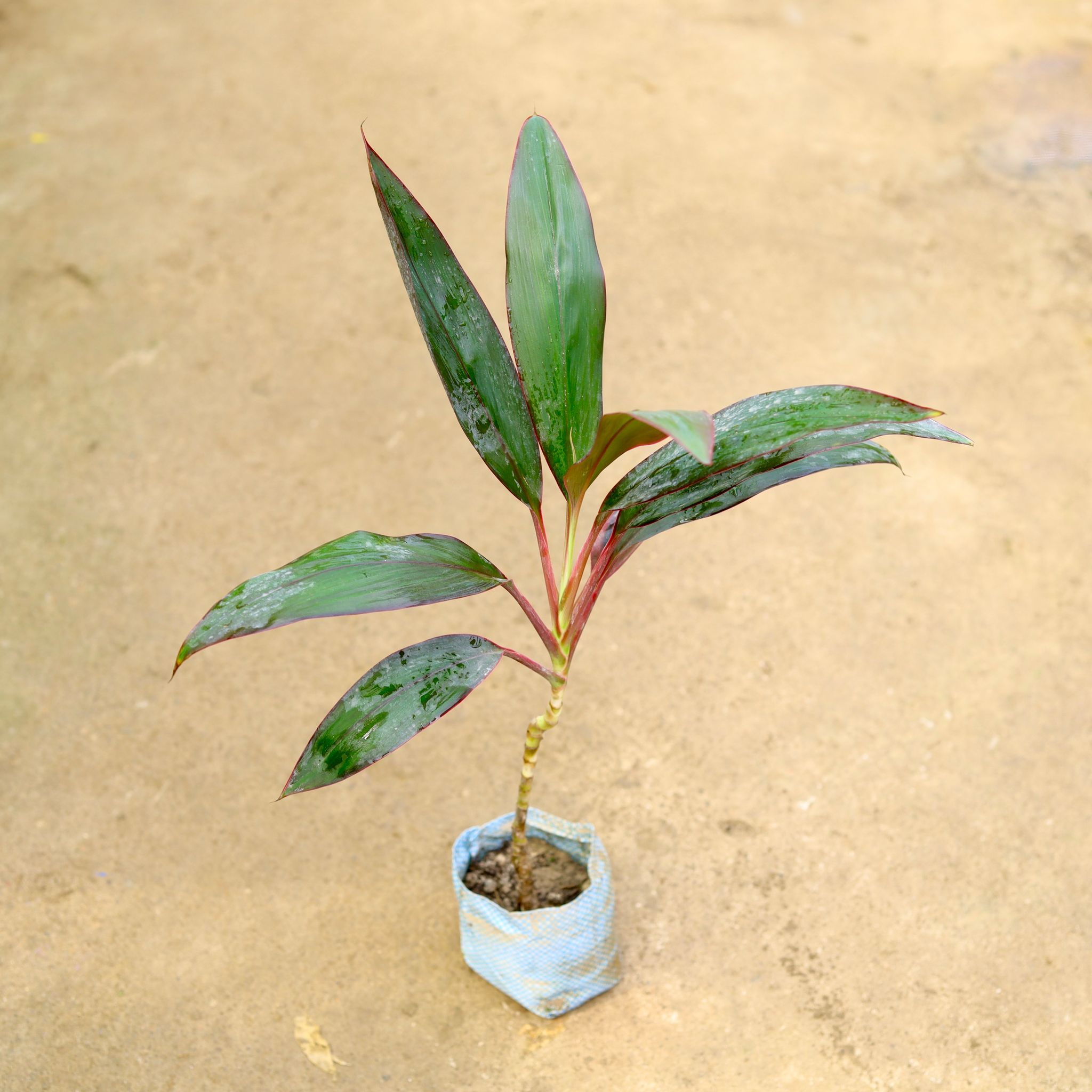 Dracaena Mahatma in 4 Inch Nursery Bag