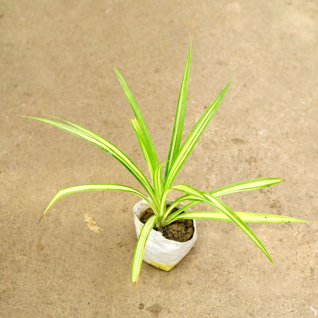 Pandanus / Screwpine in 4 Inch Nursery Bag