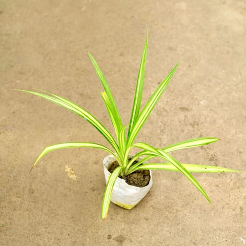 Pandanus / Screwpine in 4 Inch Nursery Bag