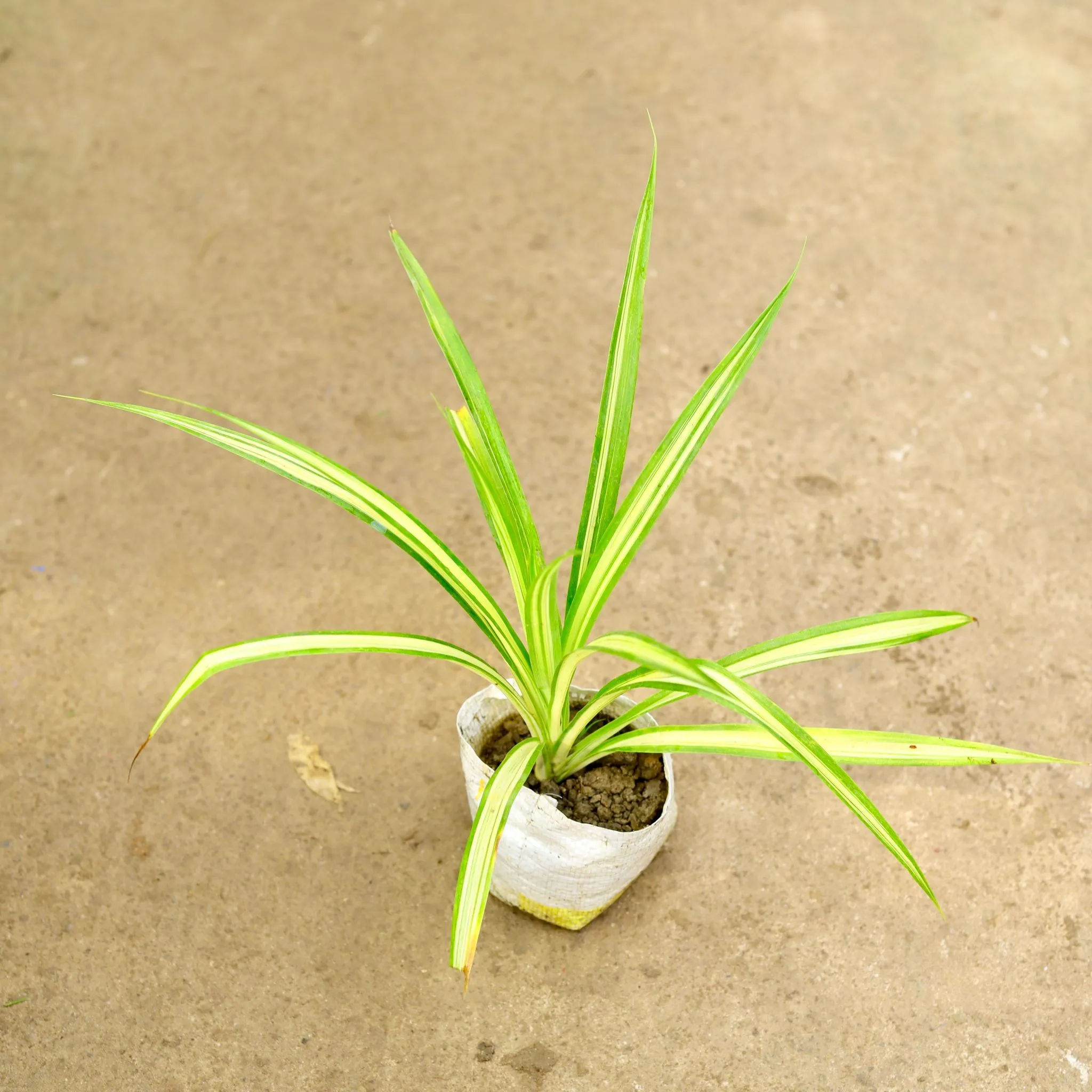 Pandanus / Screwpine in 4 Inch Nursery Bag