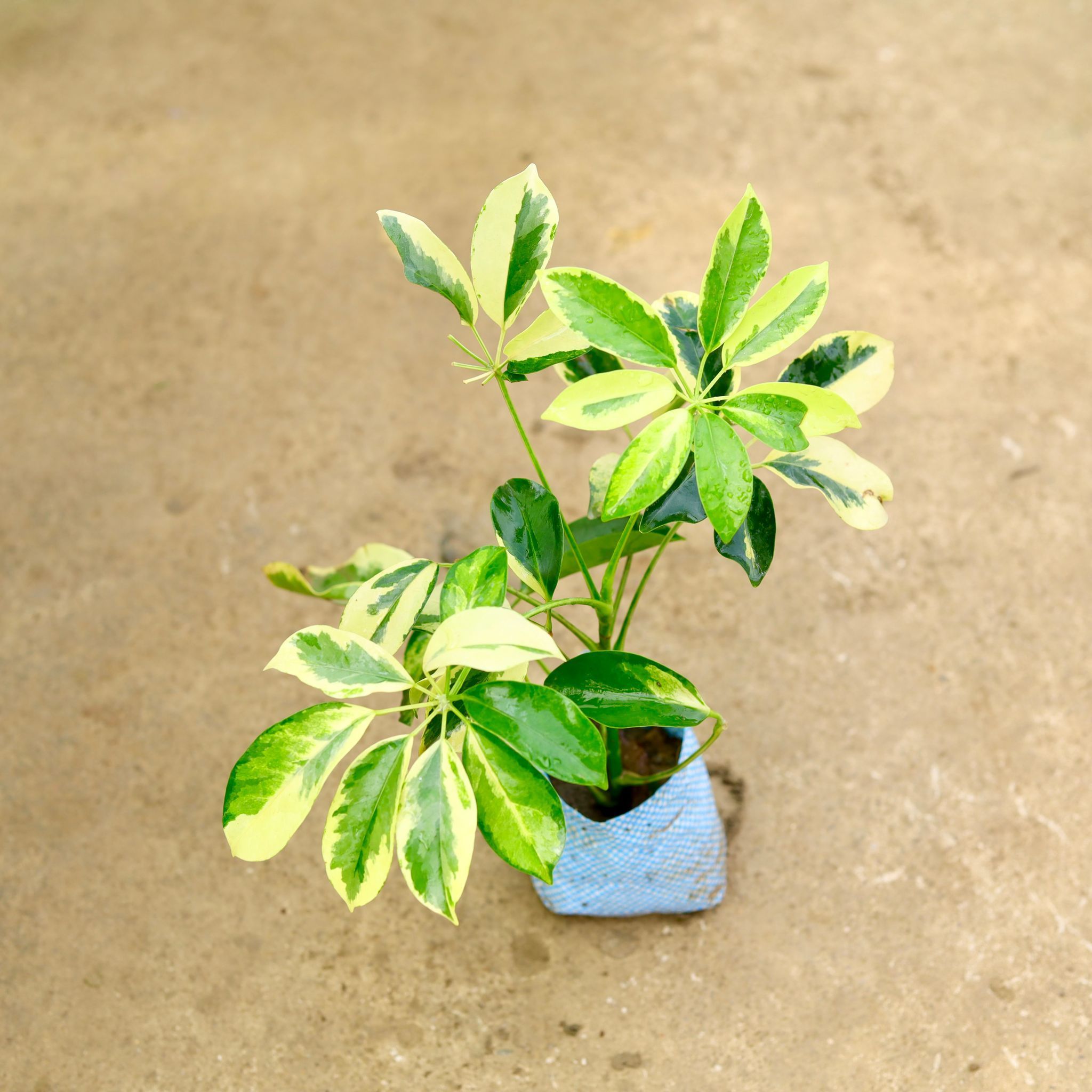 Schefflera High Colour in 4 Inch Nursery Bag