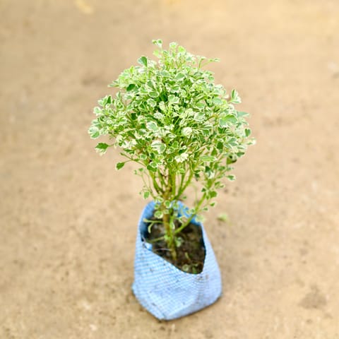 Aralia White in 4 Inch Nursery Bag