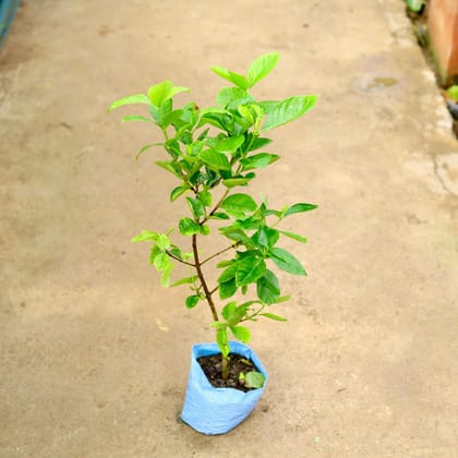 Buy Gardenia / Gandhraaj (any colour) in 8 Inch Nursery Bag Online | Urvann.com