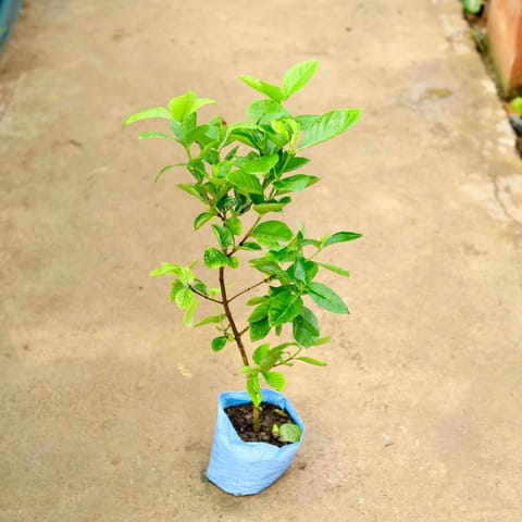 Gardenia / Gandhraaj (any colour) in 8 Inch Nursery Bag
