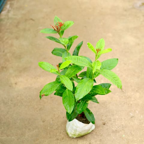Ixora Red in 8 Inch Nursery Bag