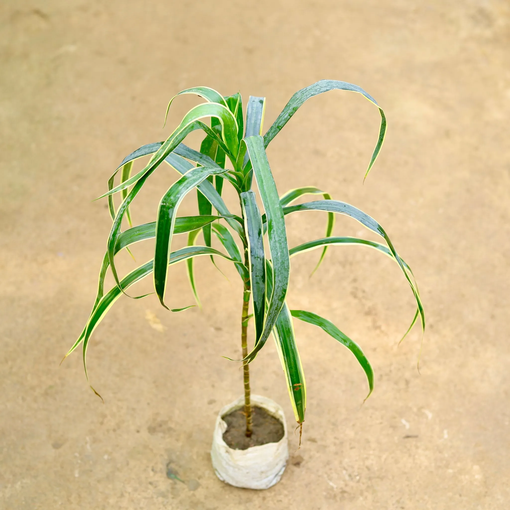 Air Purifying - Dracaena Jamaica in 4 Inch Nursery Bag