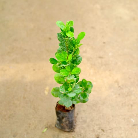 Ficus Moclaim in 4 Inch Nursery Bag