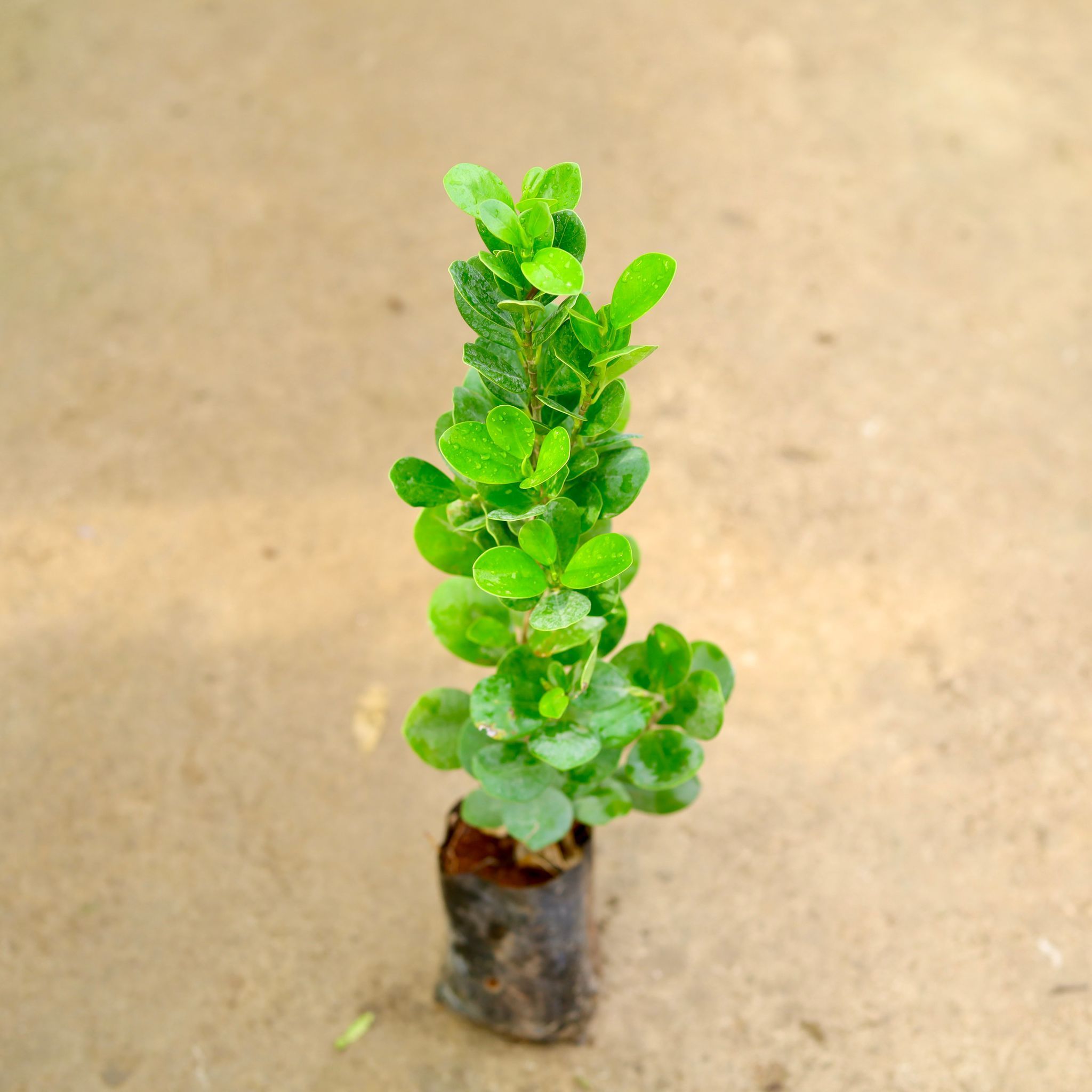 Ficus Moclaim in 4 Inch Nursery Bag