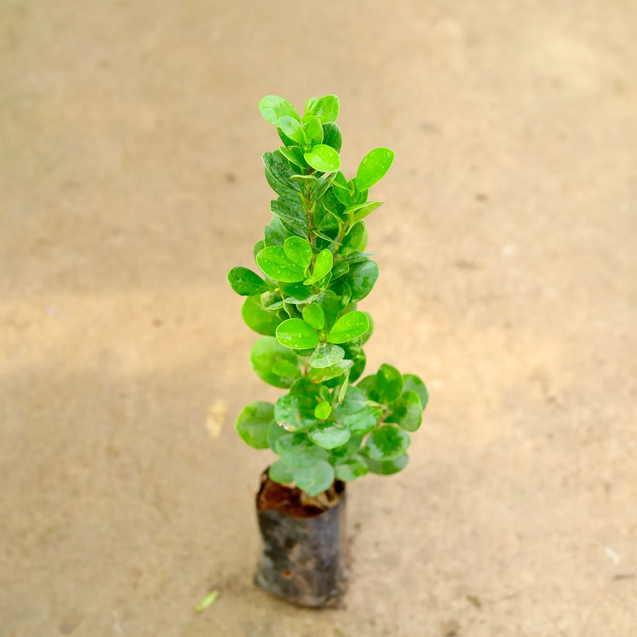 Ficus Moclaim in 4 Inch Nursery Bag