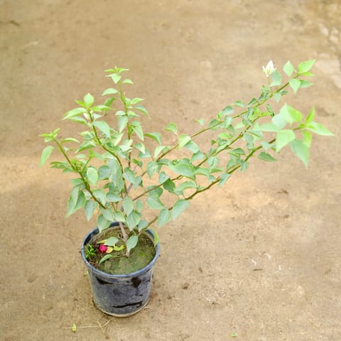 Bougainvillea (any colour) in 6 Inch Nursery Pot
