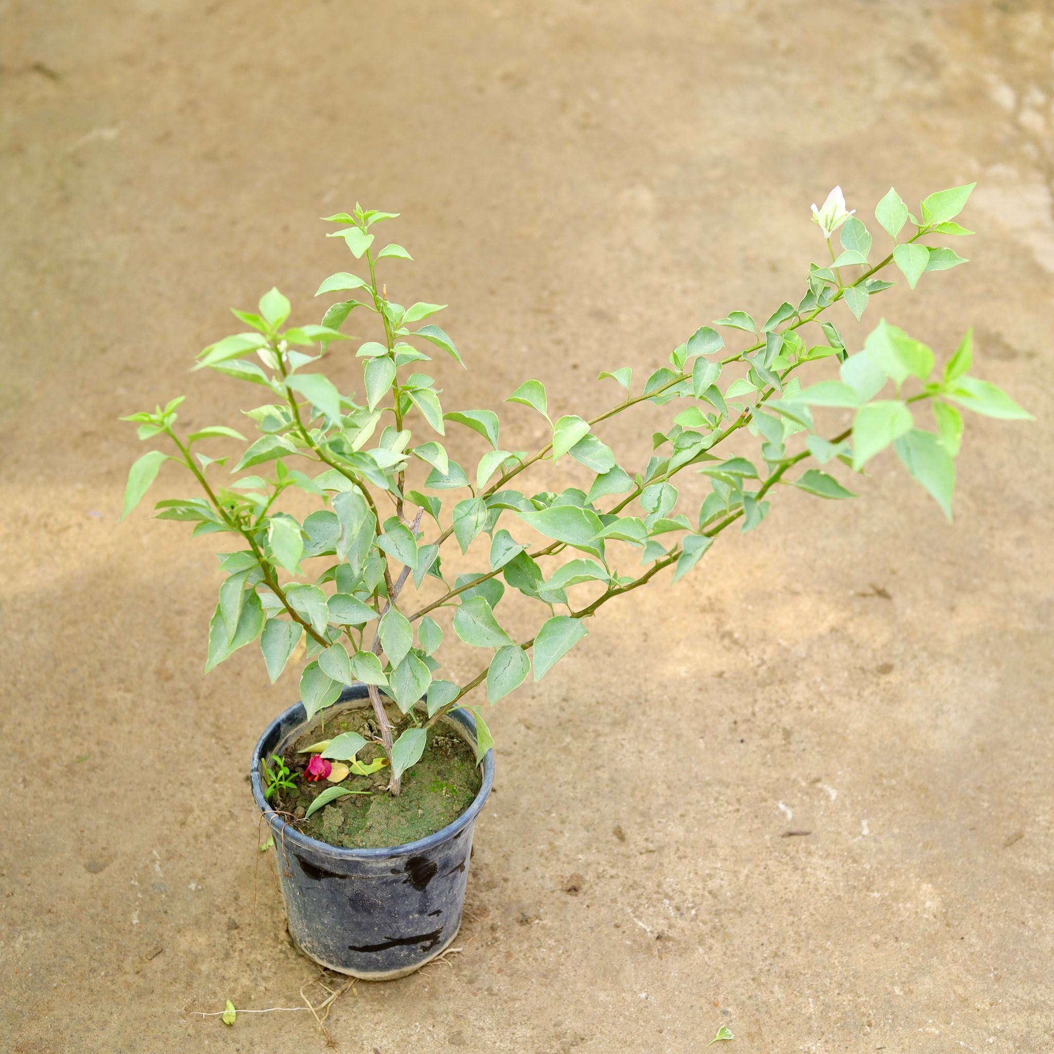 Bougainvillea (any colour) in 6 Inch Nursery Pot
