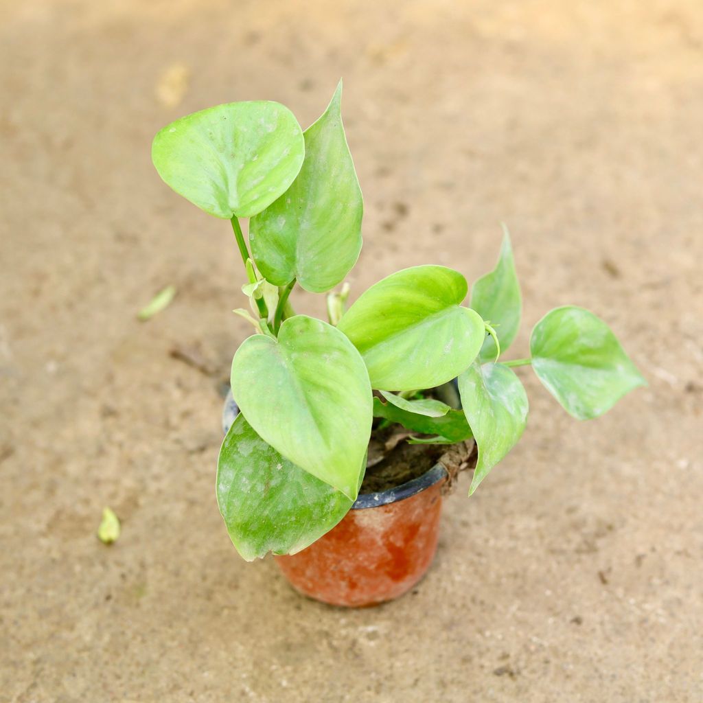 Buy Oxycardium Green in 4 Inch Nursery Pot Online | Urvann.com Oxycardium Green in 4 Inch Nursery Pot