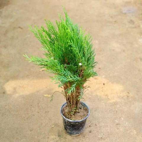 Morpankhi in 6 Inch Nursery Pot