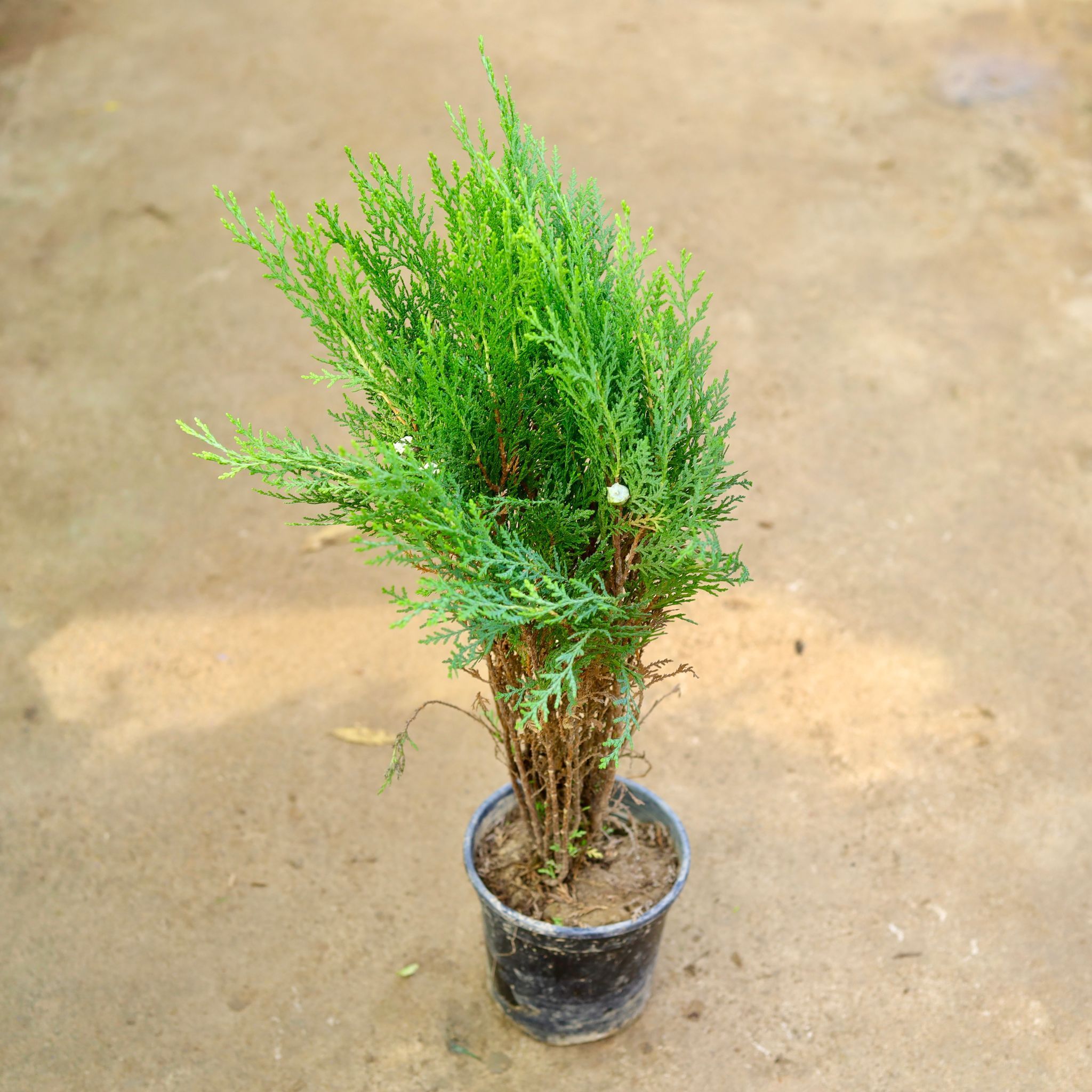 Morpankhi in 6 Inch Nursery Pot