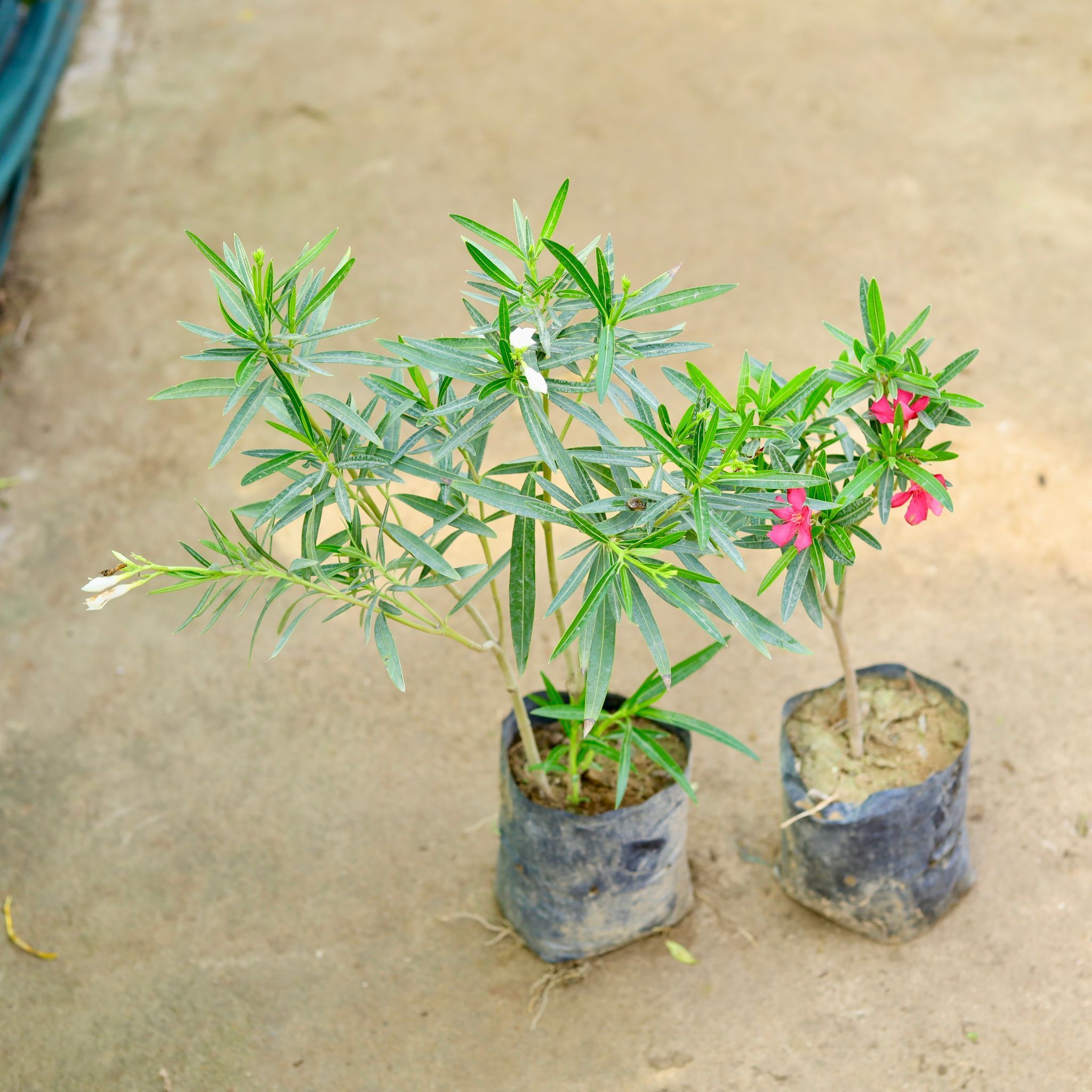 Set of 2 - Kaner - White & Pink in 6 Inch Nursery Bag