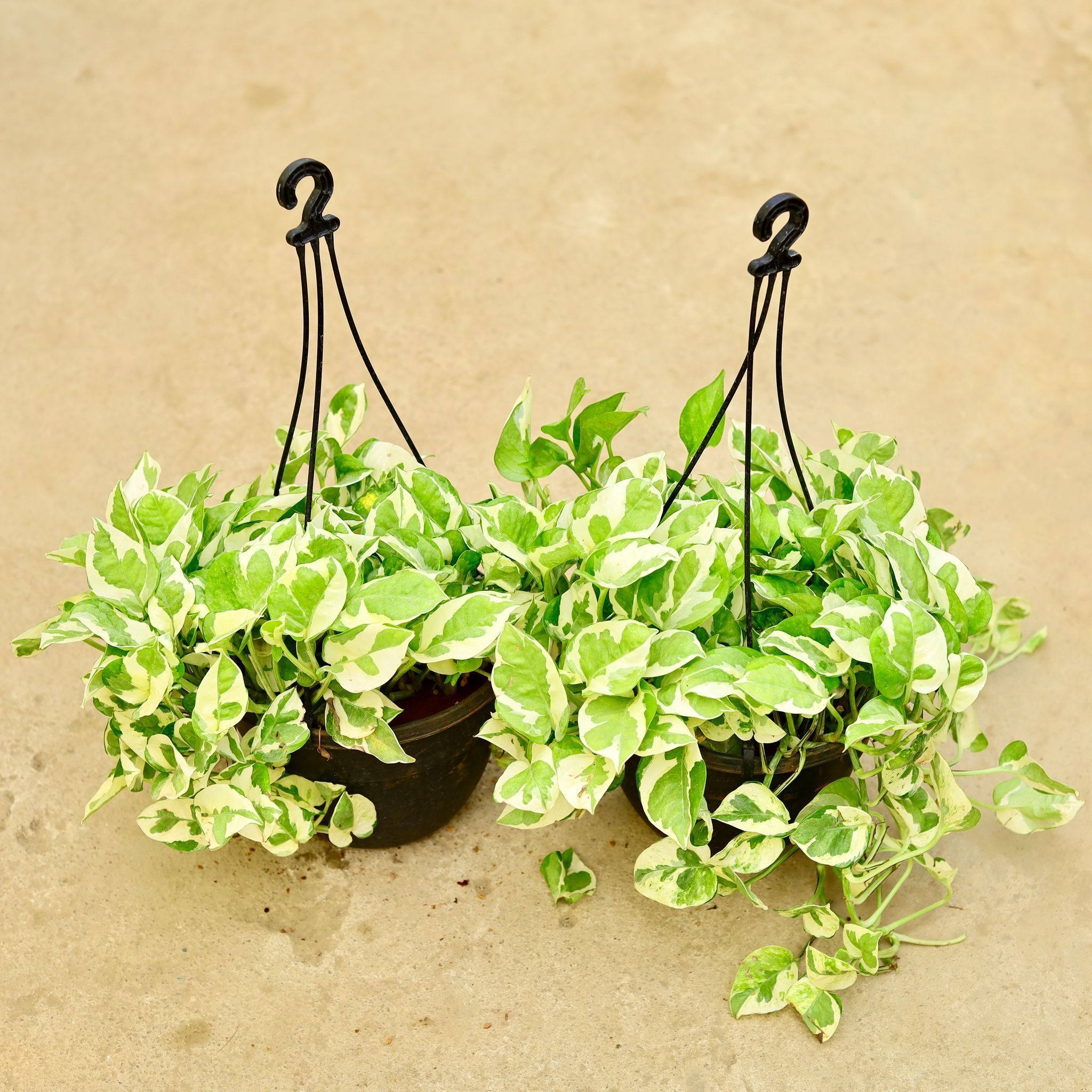 Set of 2 - Money Plant Njoy in 8 Inch Hanging Basket (any colour)