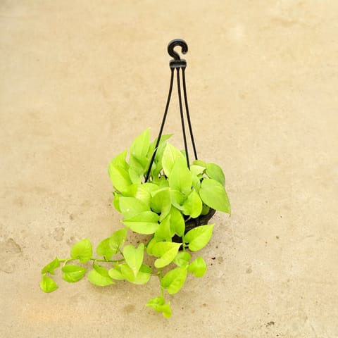 Money Plant Golden in 6 Inch Hanging Basket (any colour)