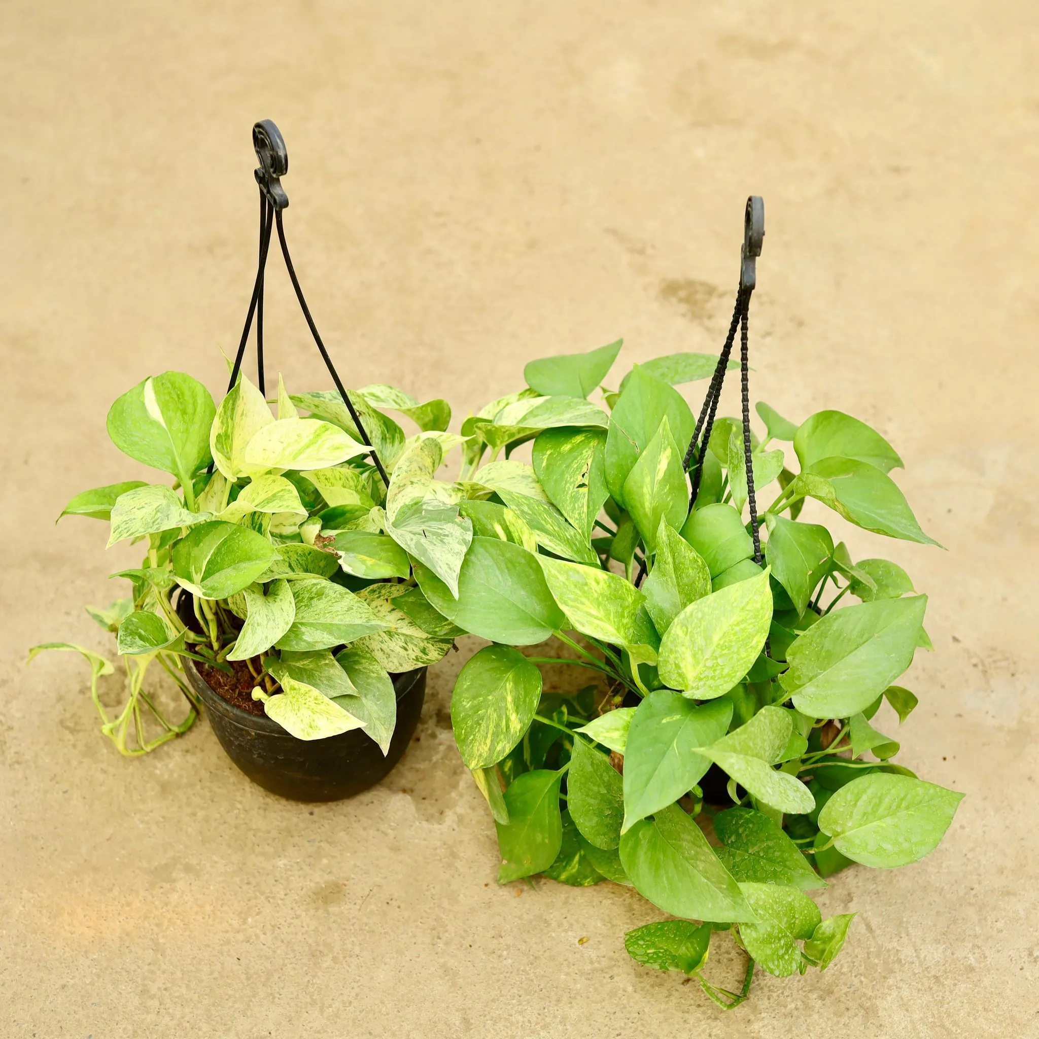 Set of 2 - Money Plant - Marble & Green in 6 Inch Hanging Basket (any colour)