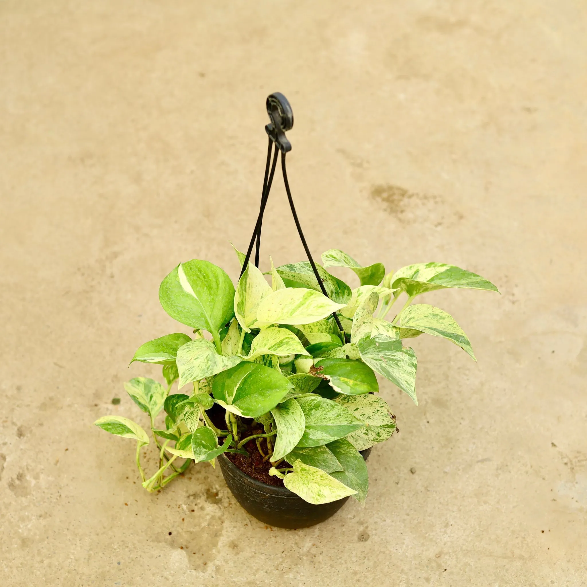 Money Plant Marble in 8 Inch Hanging Basket (any colour)