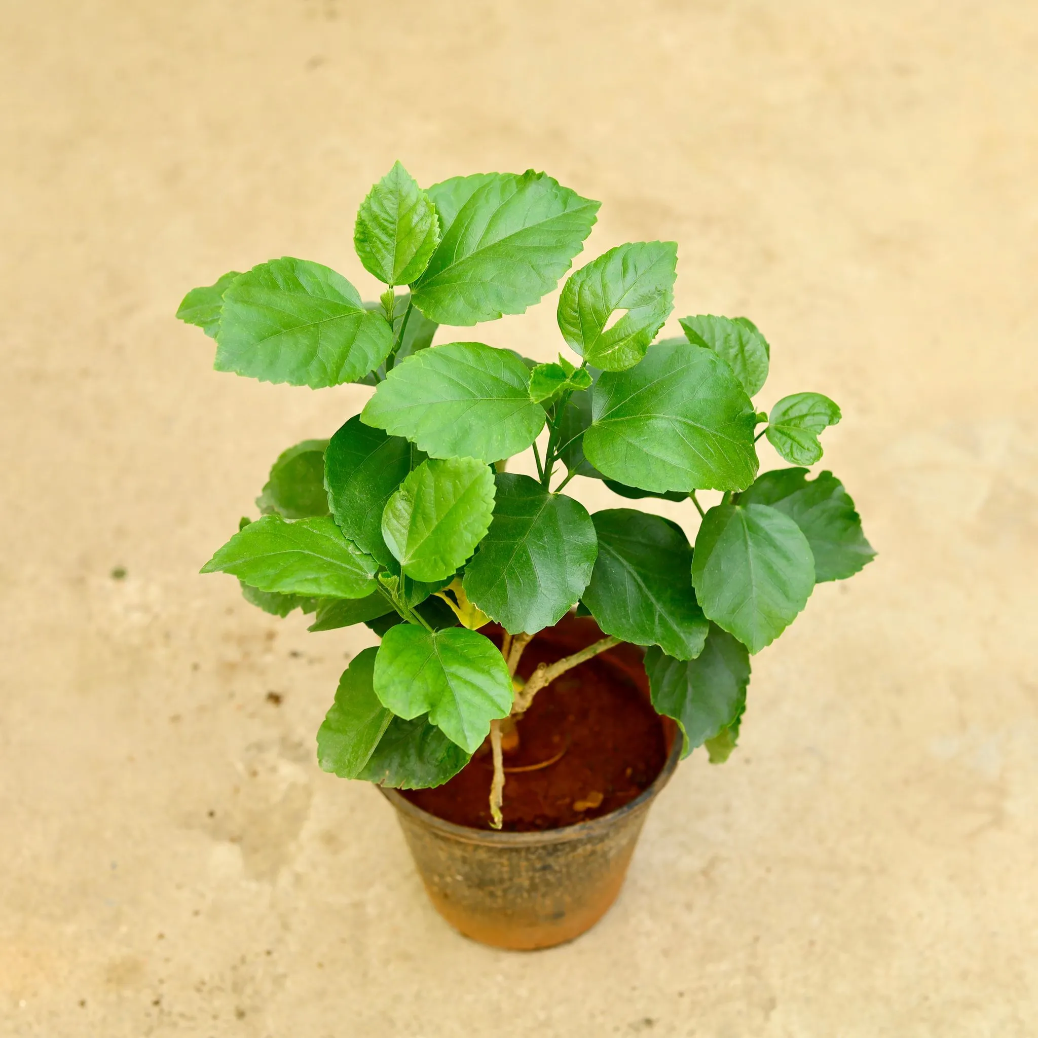Hibiscus / Gudhal Dwarf (Pune Variety) in 6 Inch Nursery Pot