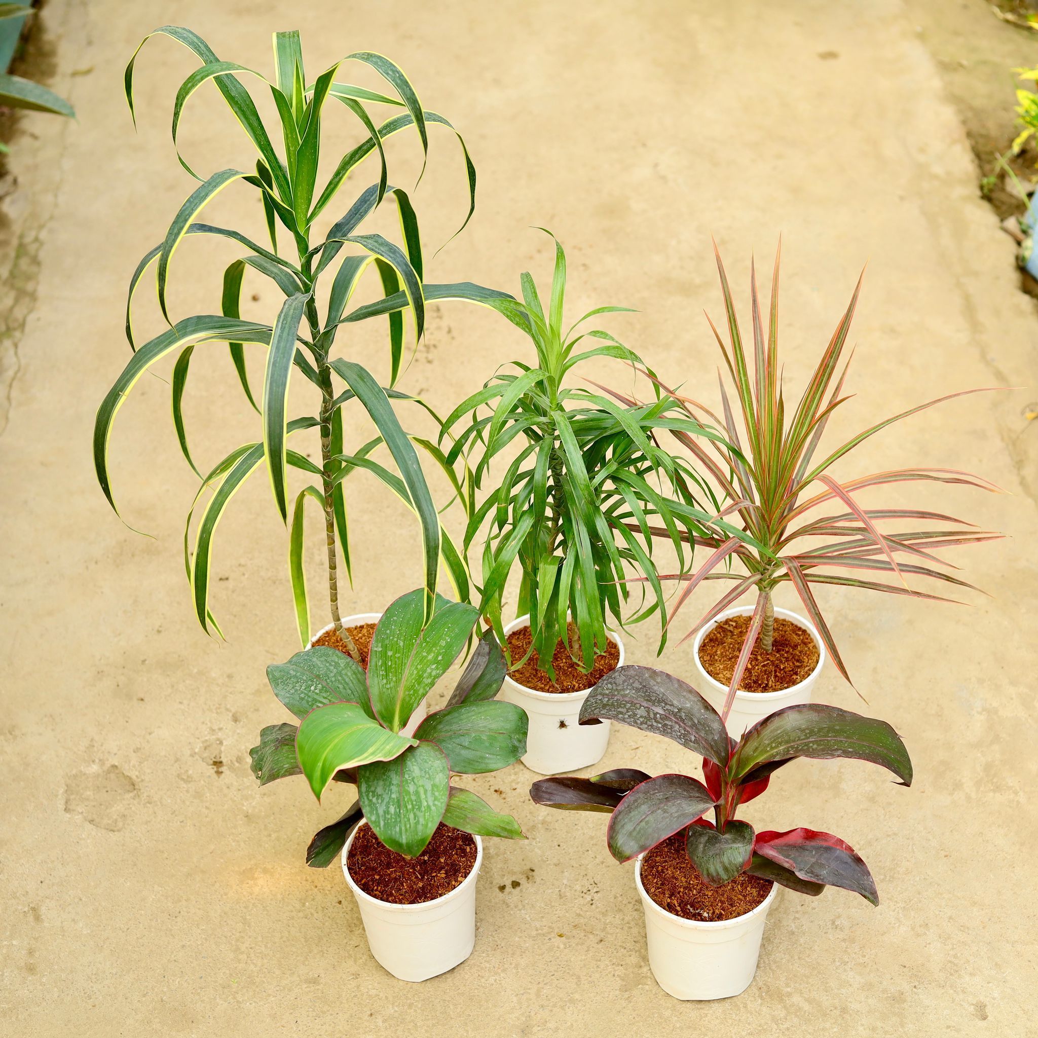 Set 0f 5 - Dracaena - Varmica, Green, Rosea, Kedarnath & Colorama / Marginata in 5 Inch White Nursery Pot