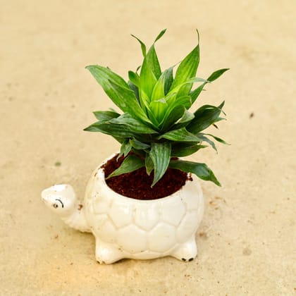 Buy Dracaena Compacta in 6 Inch White Tortoise Designer Ceramic Pot Online | Urvann.com