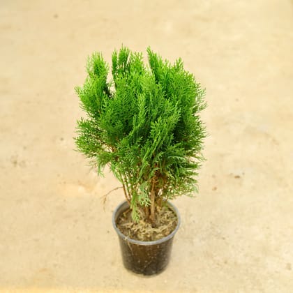 Buy Morpankhi in 6 Inch Nursery Pot Online | Urvann.com