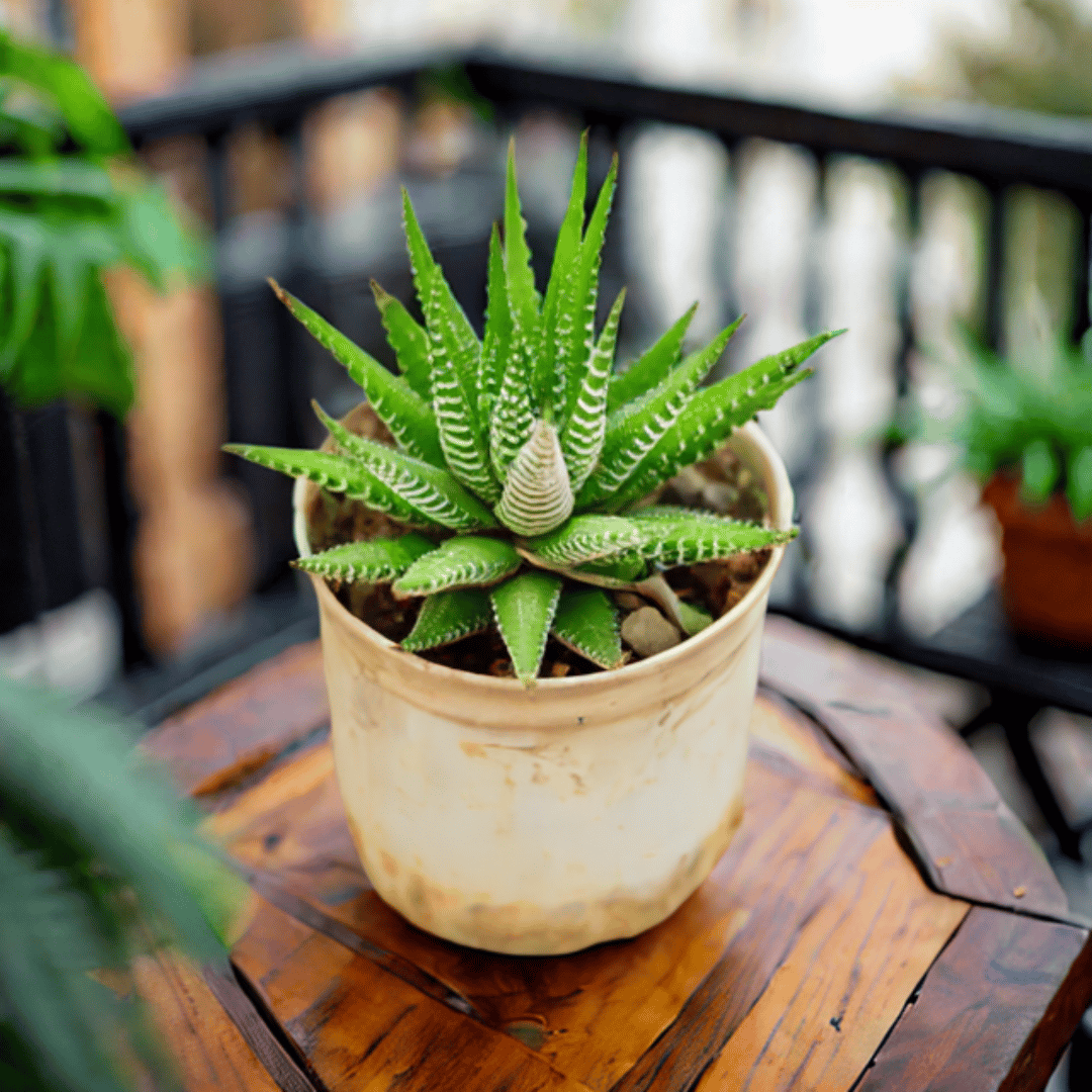 Haworthia Zebrina Succulent in 3 Inch Nursery Pot