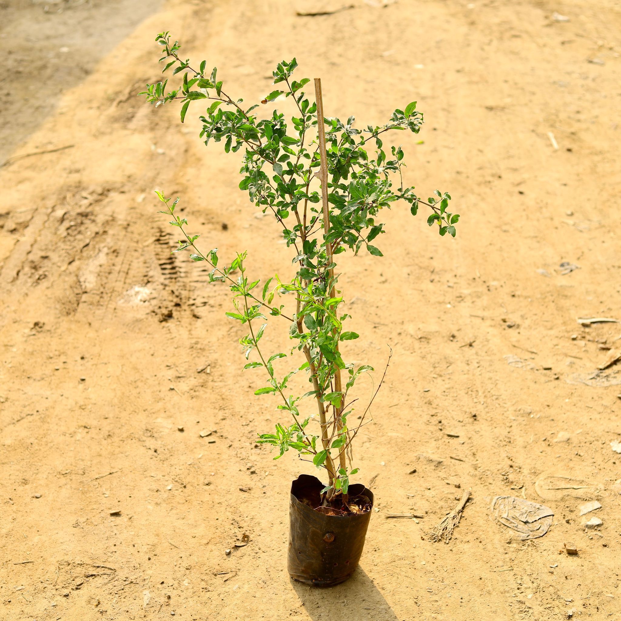 Anar / Pomegranate in 8 Inch Nursery Bag