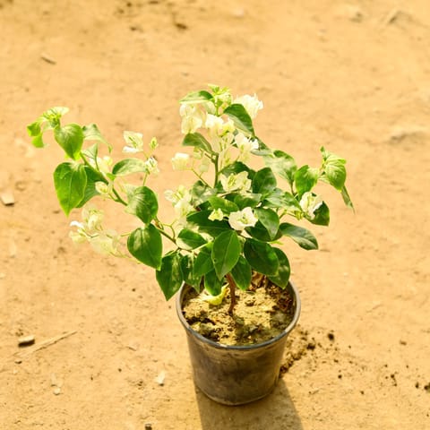 Bougainvillea (any colour) in 6 Inch Nursery Pot