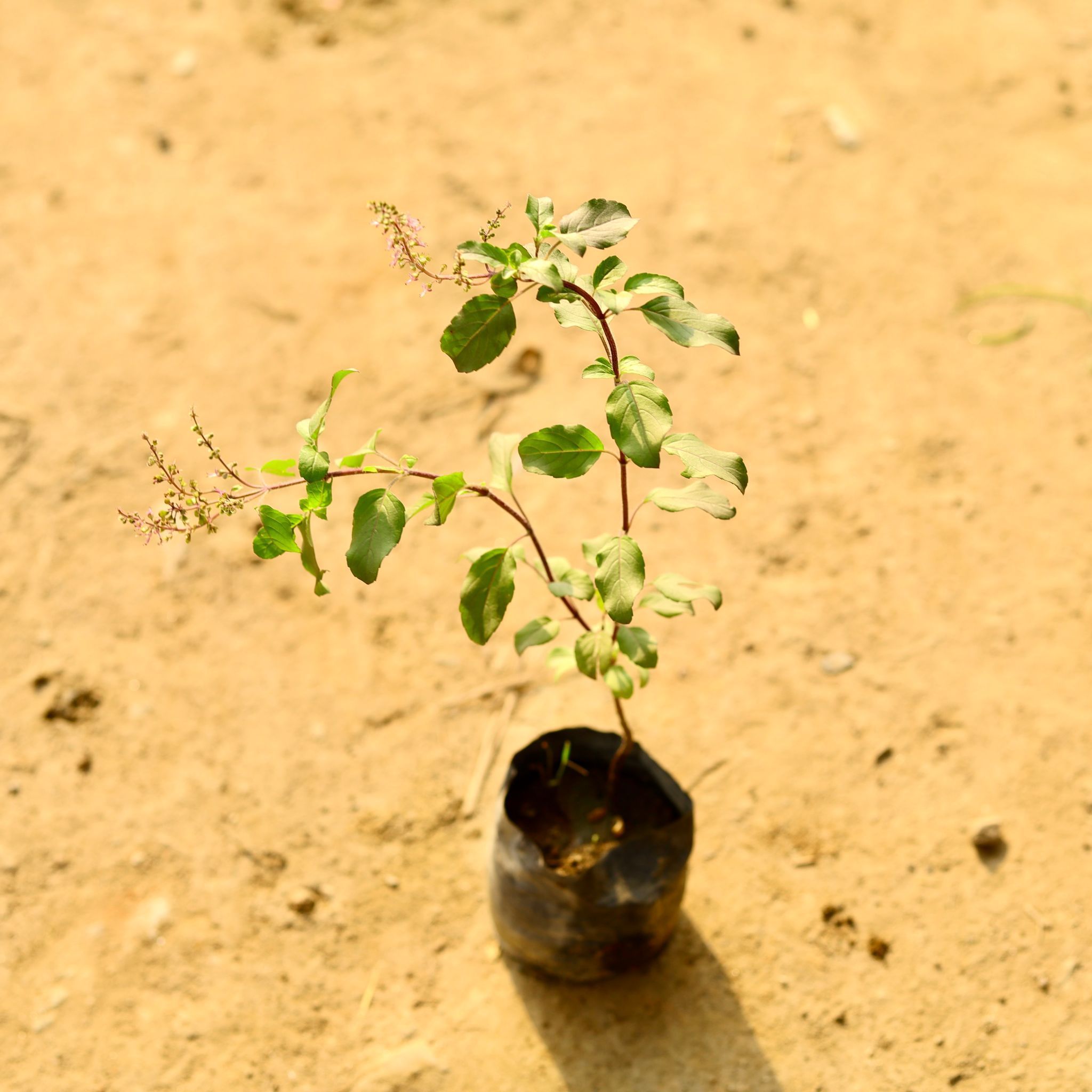 Shyama Tulsi in 3 Inch Nursery Bag