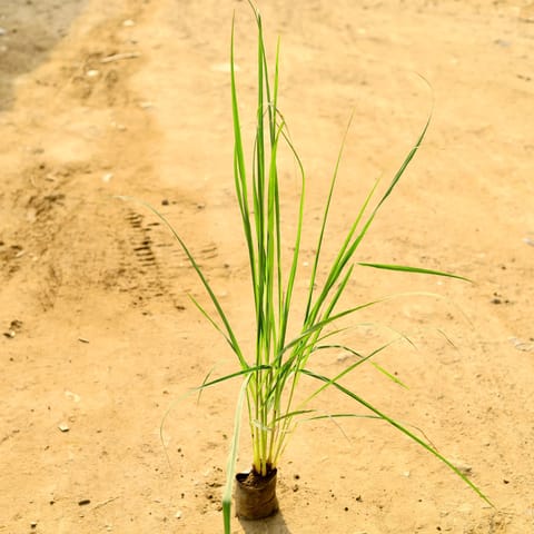 Lemon Grass in 8 Inch Nursery Bag