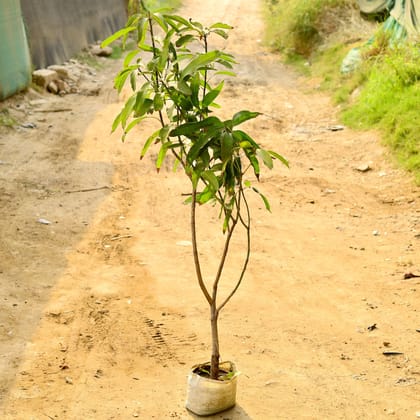 Buy Mango Grafted (~ 3 Ft) in 6 Inch Nursery Bag Online | Urvann.com