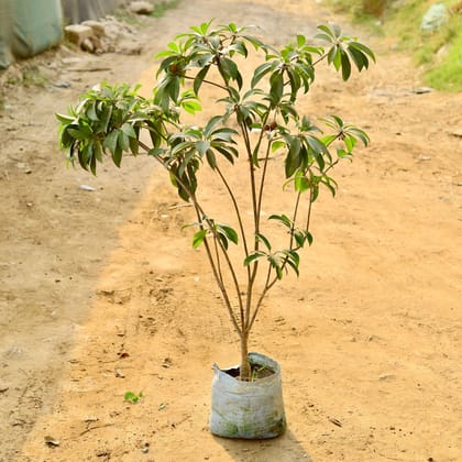 Buy Cheeku / Sapodilla (~ 3.5 Ft) in 10 Inch Nursery Bag Online | Urvann.com