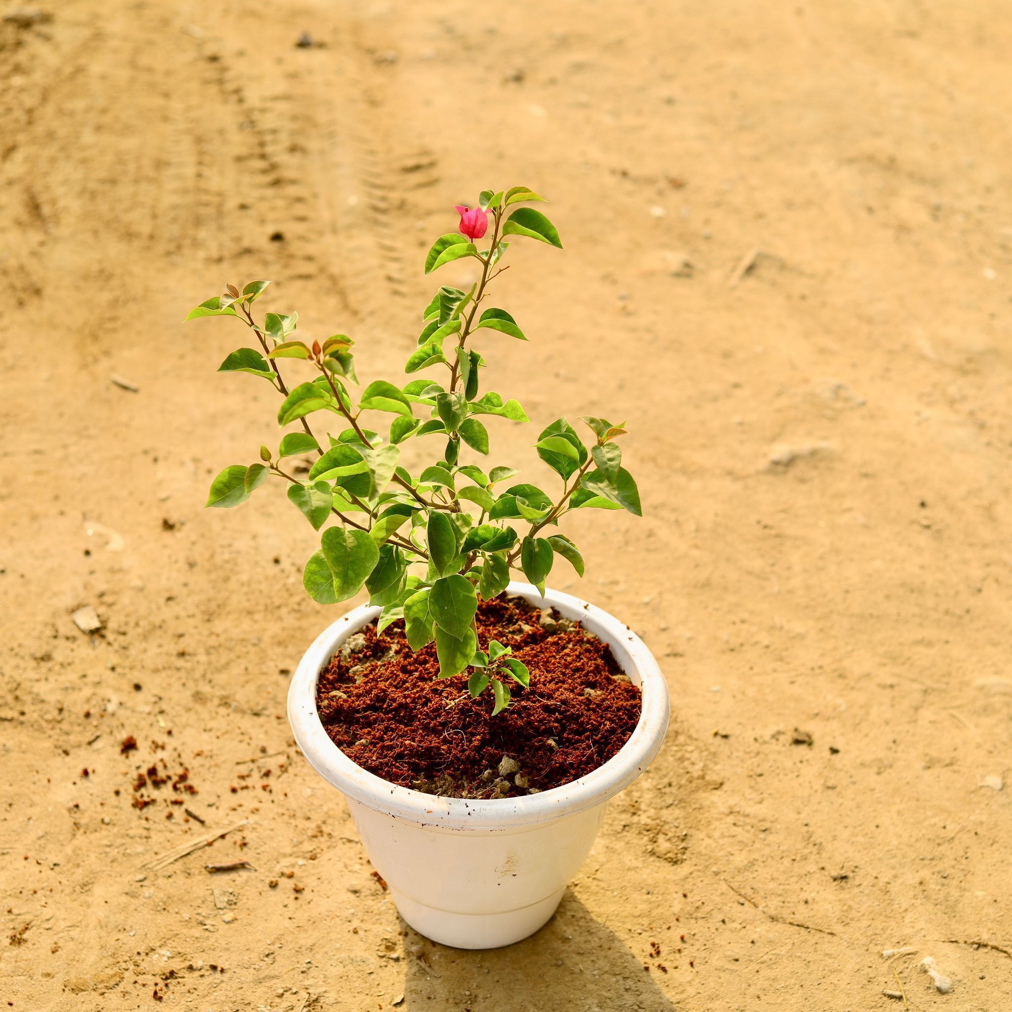 Bougainvillea Red in 10 Inch White Classy Plastic Pot